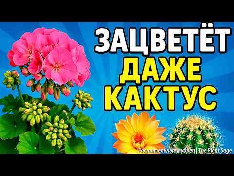 Видео: 1 РАЗ ПОЛЕЙ — И ЦВЕТЕНИЕ НЕ ОСТАНОВИТСЯ МЕСЯЦАМИ 🌿 МОНОКАЛИЙФОСФАТ ПРИМЕНЕНИЕ ДЛЯ КОМНАТНЫХ РАСТЕНИЙ