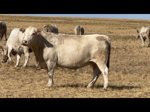 Видео: Разведение Аулиекольской породы в ТОО «Диевка»