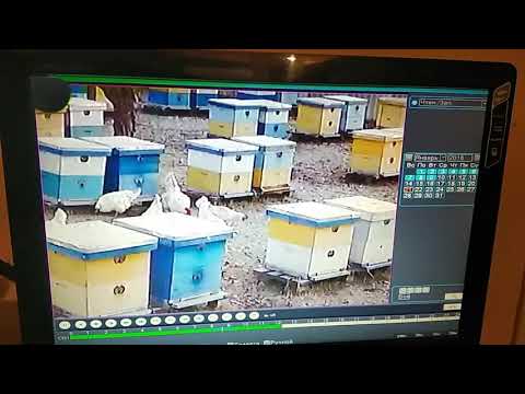 Видео: Видеоохрана на моей пасеке.