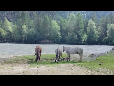Видео: песня - Однажды 🎙️🎥🎬