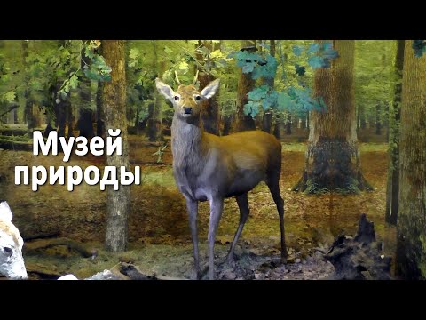 Видео: Музей природы / Беловежская Пуща (Республика Беларусь)