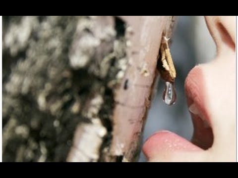 Видео: Сбор березового сока, кленового сока и сока маньчжурского ореха