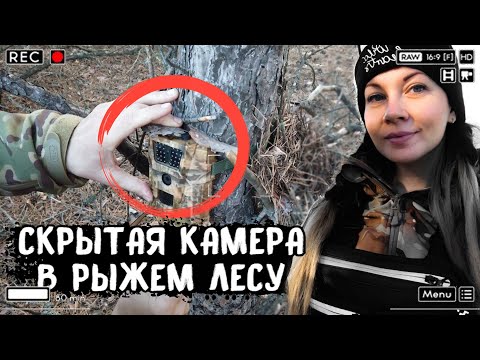 Видео: Оставила фотоловушку в КРАСНОМ лесу Чернобыля - что она засняла и как сегодня выглядит Рыжий лес
