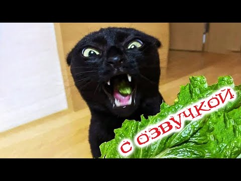 Видео: Приколы с котами! С ОЗВУЧКОЙ! СМЕШНЫЕ КОТЫ 2023!  Самые смешные животные -  Я РЖАЛ ДО СЛЕЗ!