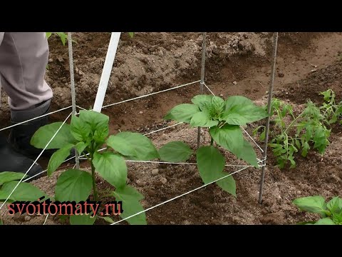 Видео: Теперь подвязываю перцы только так