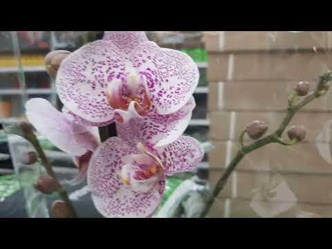 Видео: 20.05.2024г.  Обзор новой поставки орхидей в Леруа Мерлен г. Ставрополь.