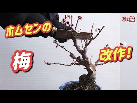 Видео: [Превратите сливовое дерево, купленное в строительном центре, в прекрасный бонсай. 】 / Бонсай