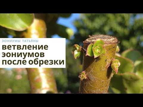 Видео: Ветвление эониумов после обрезки