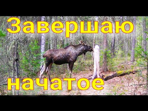 Видео: Сезон закончен подбираю. хвосты обошел солонцы обновил галечник прибрал ловушки заготовил кору осины