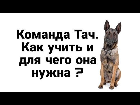 Видео: Как научить команде Тач и какие преимущества у этой команды?