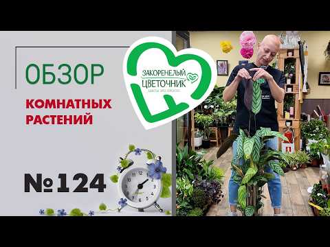 Видео: Такого обзора вы еще не видели! Сингониумы, спатифиллумы, папоротники, замиокулькасы, пальмы #124