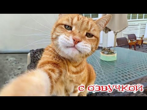 Видео: Приколы с котами! Смешные ЖИВОТНЫЕ с озвучкой! Смешные коты! РЖАКА!