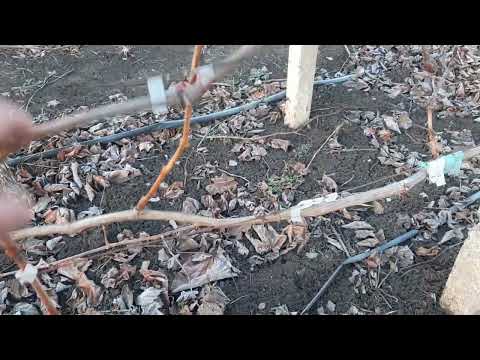 Видео: Эти шикарные формы винограда на перепрививку. Причины