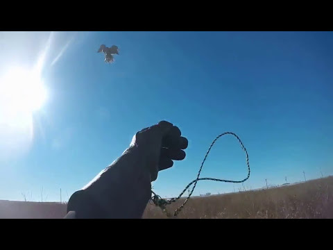 Видео: Охота с ястребом по зайцу/Goshawk Falconry