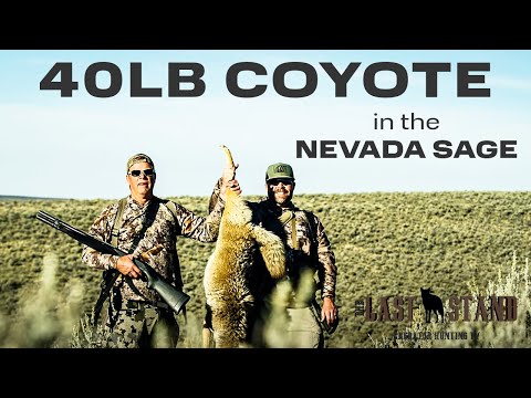 Видео: 40-фунтовый койот! Охота на койотов в Неваде | Последний рубеж, сезон 6: серия 5