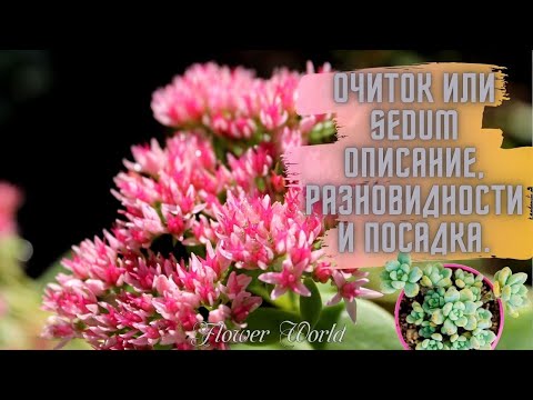 Видео: Очиток или Sedum описание, разновидности и посадка.☘🍀