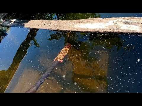 Видео: дафния из бочки на собственном огродном участке