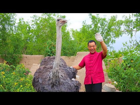 Видео: Купили страуса и запекали в печи полдня ｜ Дядя Сельский Гурман