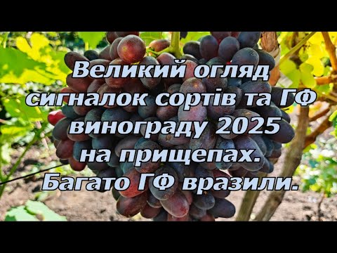 Видео: Огляд прищеп 2025