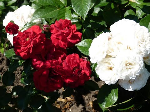 Видео: Розы после 2-ой подкормки , удаление слепых побегов и ожоги на молодых розах.