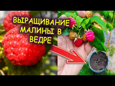 Видео: Малиновое дерево в ведре как вырастить. Выращивание малины в ведрах. Как выращивать малину.