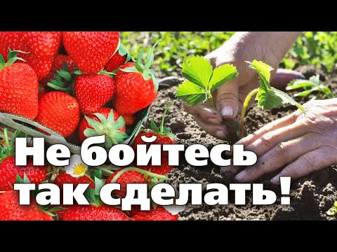 Видео: КЛУБНИКА Высадка осенью и подготовка к зиме