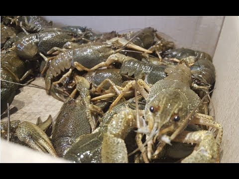 Видео: Как хранить живых раков.Как сохранить раков живыми в течение нескольких суток.