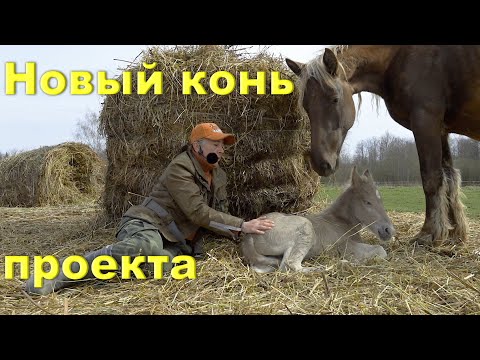 Видео: Как выглядит серебристо-вороная масть проекта "Русская серебристая"