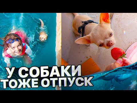 Видео: СЧАСТЛИВЫЙ ПЁС / КУПИЛИ ДЕЛЬФИНА / Влог с озеро Шира  ДЕНЬ 2