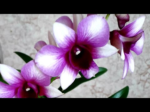 Видео: ЧАСТЬ 1: ДЕЛЕНИЕ куста # dendrobium phalaenopsis 🌿 "SA-NOOK@ POLAR FIRE " #phalaenopsis #