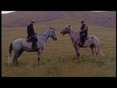 Видео: Бугун, 23-май 2025-жыл.  Ат бастыруу...