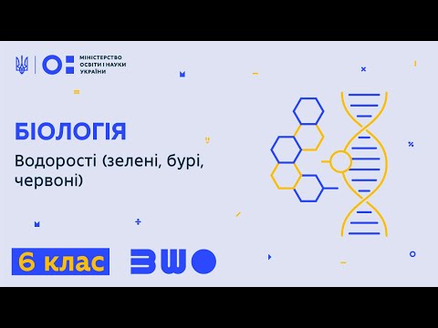 Видео: 6 клас. Біологія. Водорості (зелені, бурі, червоні)