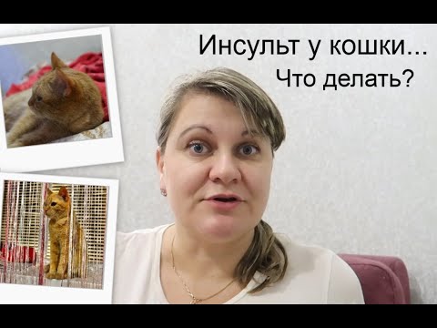 Видео: Инсульт у кошки.Что делать?/Как мы лечили кошку.