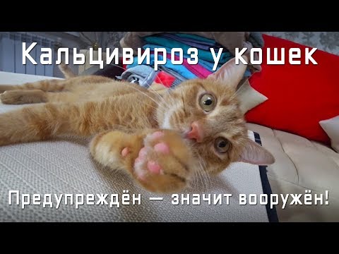Видео: Кальцивироз у кошек. Симптомы. Печальный опыт. Это нужно знать!