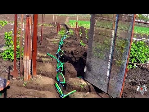 Видео: КАПЕЛЬНЫЙ ПОЛИВ на Винограднике / Укладка МАГИСТРАЛИ / Часть 1