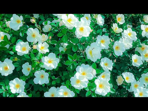 Видео: Расслабляющая музыка, поднимающая дух 🍀 Целебные мелодии для внутреннего покоя, снятия стресса и ...