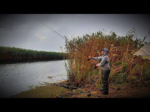 Видео: Осенняя рыбалка на кормачки(пружину). Рыбалка на Карася.