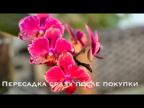 Видео: Пересадка орхидеи фаленопсис сразу после покупки . Да, так тоже можно ☺️ #phal #пересадкаорхидеи