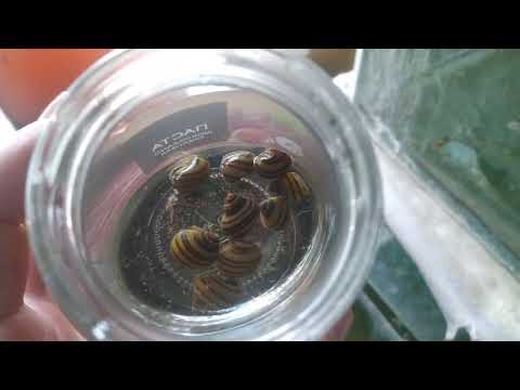 Видео: Крутой Рязанский !