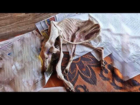 Видео: Одна, страдающая от боли, худая, в тяжелой депрессии, НО судьба послала ей чудо!