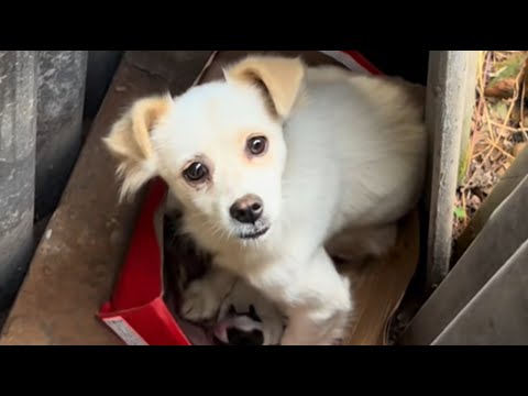 Видео: Она, бездомная, всего в шестимесячном возрасте родила десять щенков.