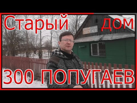 Видео: Разведение попугаев,температура для птиц.В старом доме удалось вырастить 300 попугаев.