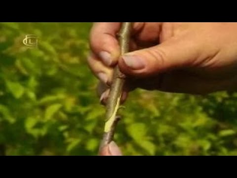Видео: Общая биология. Прививка в селекции растений