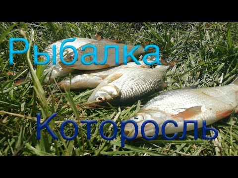 Видео: Первая рыбалка с ночёвкой на  р. Которосль.