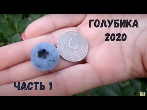 Видео: Наша голубика. Разные сорта. Лето 2020