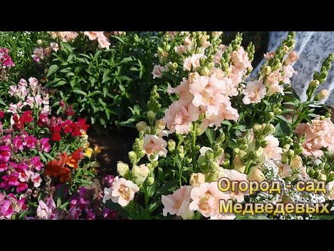 Видео: Обзор нашего цветника в начале июля