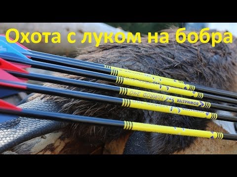 Видео: Охота с луком на бобра