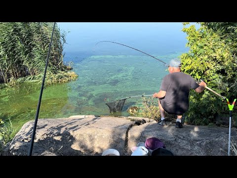Видео: ДНЕПР/ РЫБАЛКА🎣КАК ВСЕГДА С УЛОВОМ👍