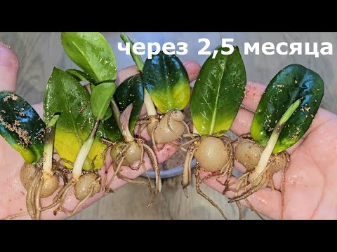 Видео: ЖАЛЕЮ, что раньше так не укореняла ЗАМИОКУЛЬКАС, мощные здоровые клубни и корни #plants
