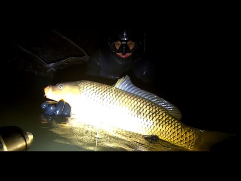 Видео: Трофеи!!!! Сазаны по 13 кг, ночная подводная охота, Десна